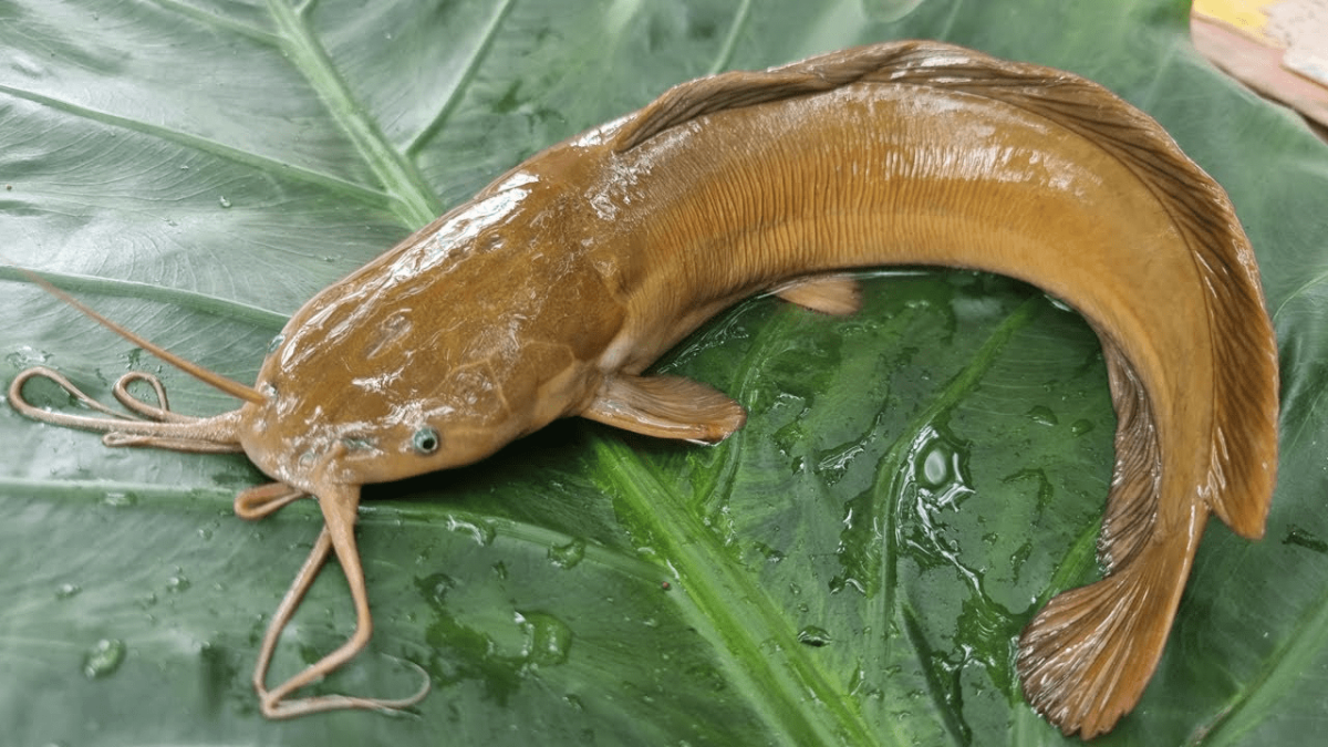 MAGUR BLOCK - Image 1