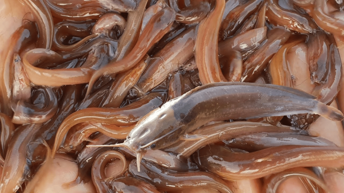 SHING BLOCK CLEAN - Image 1