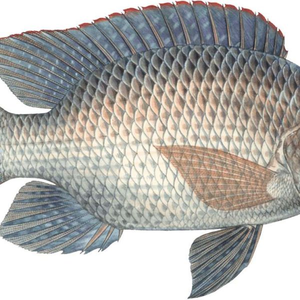 TELAPIA CLEAN 1 KG