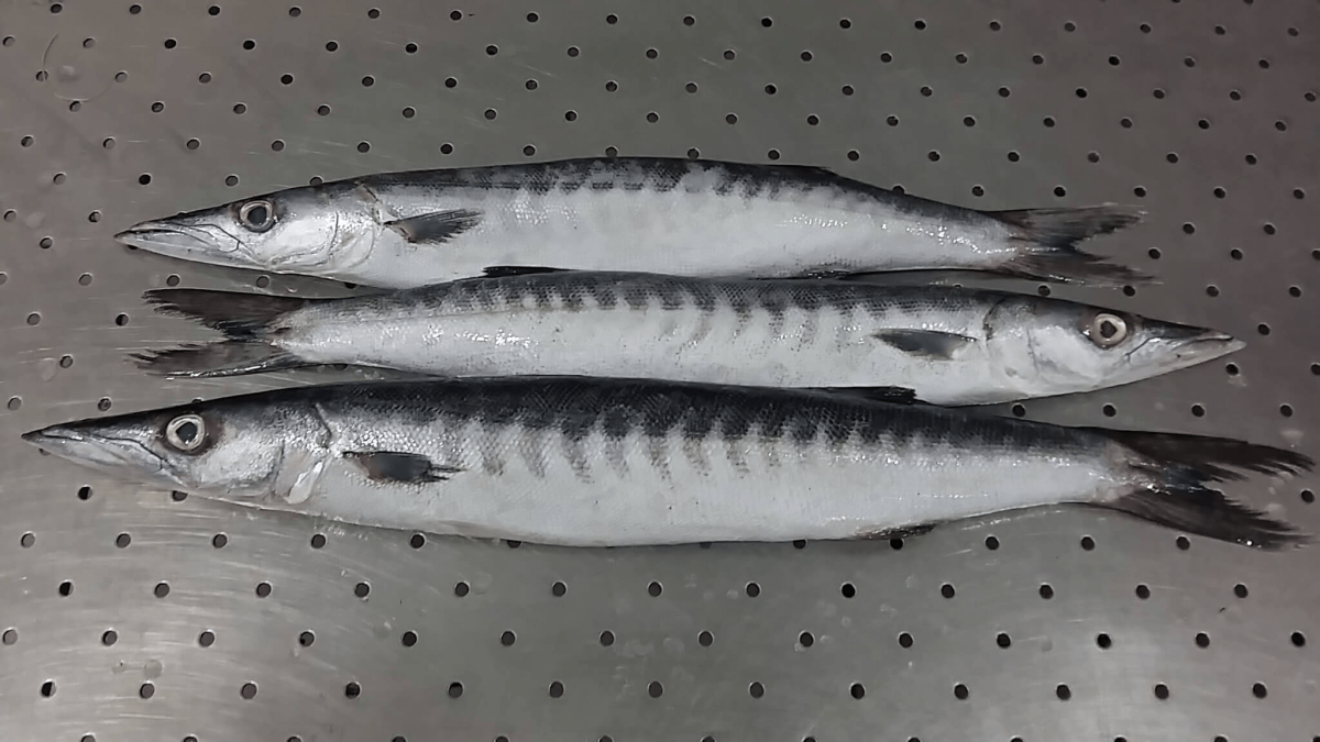 Barracuda Indisk  Fryst - Image 1