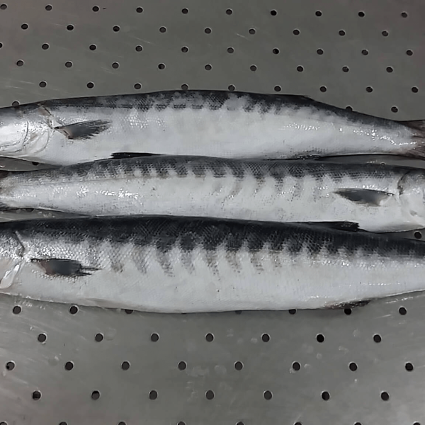 Barracuda Indisk  Fryst