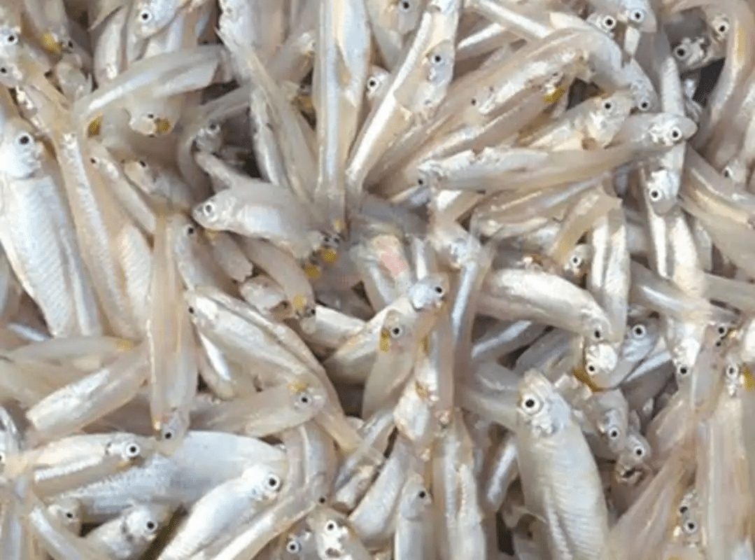 kachki-mach-block.png KACHKI MACH BLOCK - Image 1