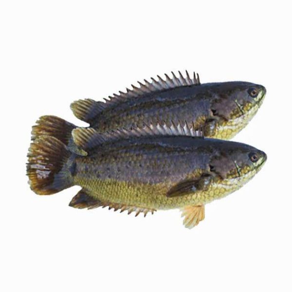 Koi Fisk(6st)