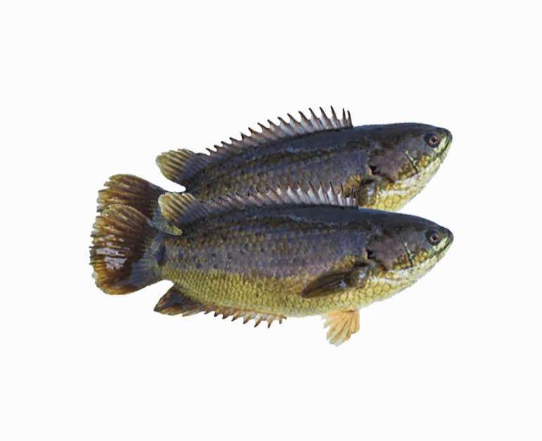 koi-.jpg Koi Fisk(6st) - Image 1